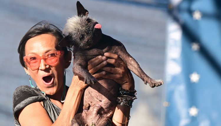 135-132950-ugliest-dog-world-2022-years-2