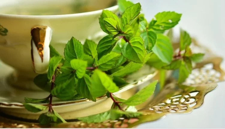 شاى النعناع لهضم أسرع