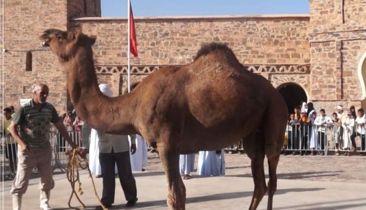 مراسيم شعيرة النحيرة في زاوية أسا احتفالا بذكرى المولد النبوي الشريف