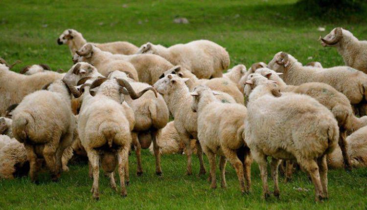 صديقي : يؤكد أهمية قطاع تربية المواشي في ترسيخ الأمن الغذائي