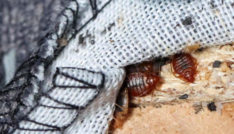 مراقبة دقيقة لمنع تسرب البق الفرنسي للمغرب