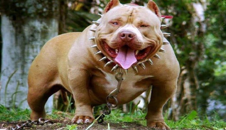 رصاص الأمن يتصدى لكلب شرس في فاس