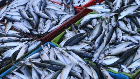 لقاء علمي اسباني مغربي بطنجة حول استدامة مصايد الأسماك