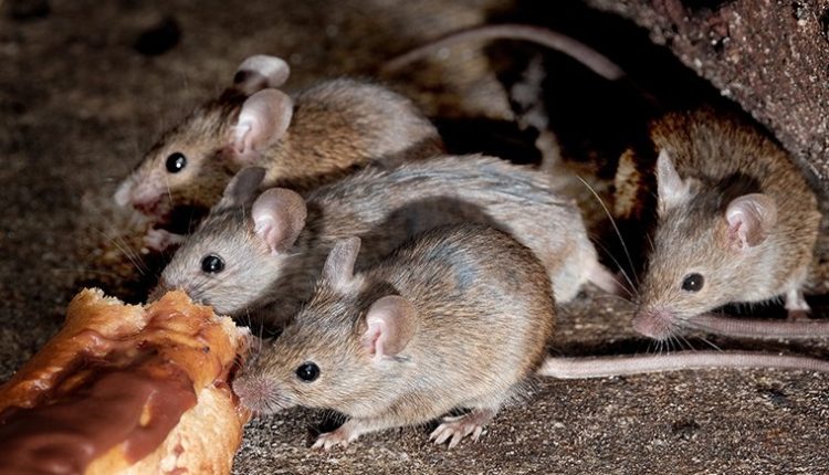 تحت احتجاج ضد دعم إسرائيل.. شخص في تركيا يقوم بوضع صندوق فئران داخل مطعم "ماكدونالدز"