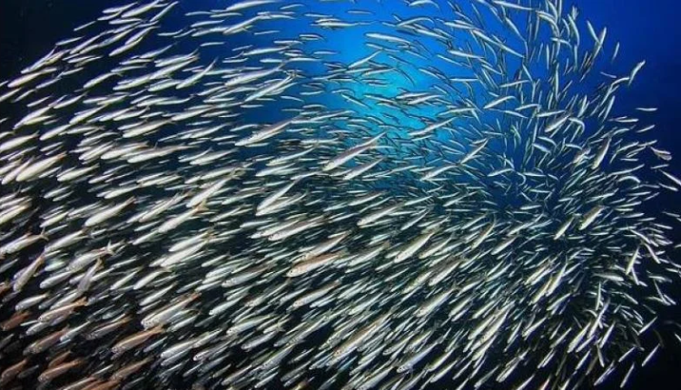 تراجع أعداد الأسماك