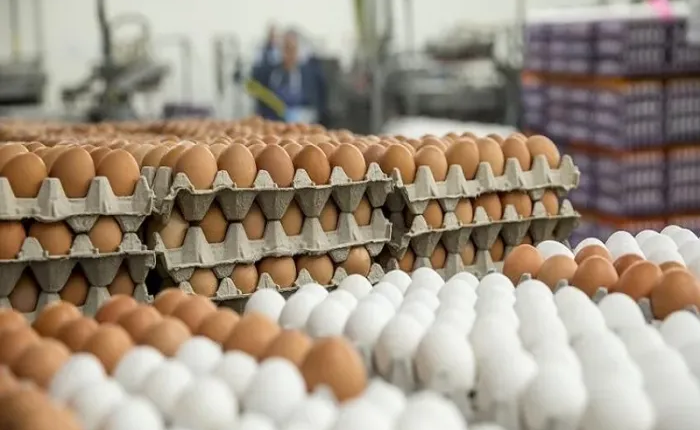 ارتفاع أسعار البيض قبيل رمضان