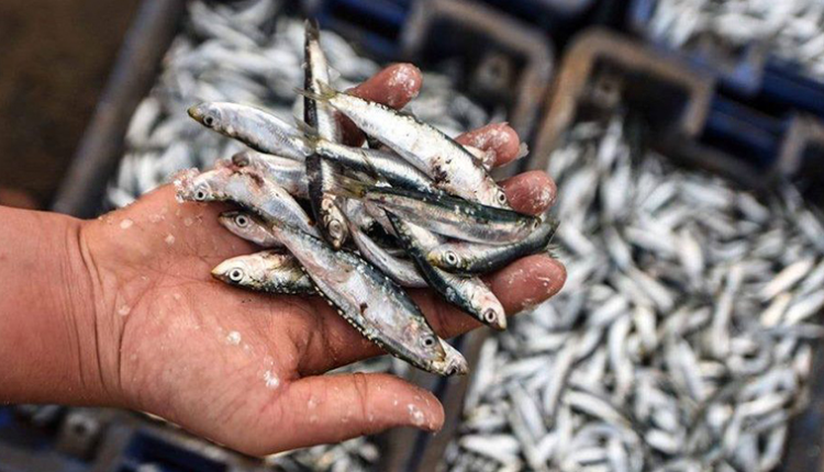 سعر "سمك الفقراء" يتجاوز 25 درهم