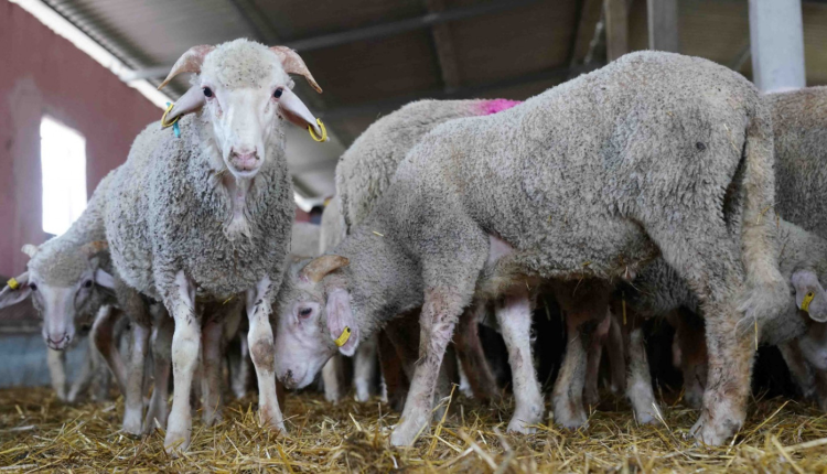 الحكومة تحدث آلية لدعم استيراد الأغنام