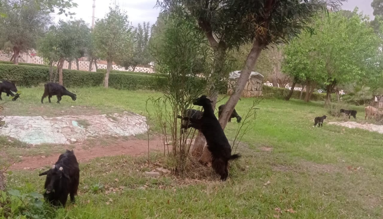 المعز يدمر ما تبق من حياة حديقة افورار، فهل من منقذ؟