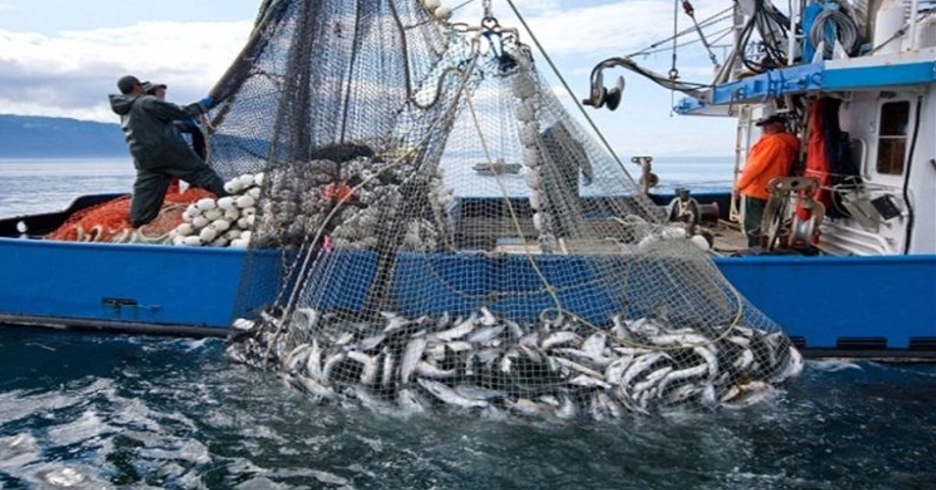 انخفاض كمية الصيد بموانئ الواجهة المتوسطية