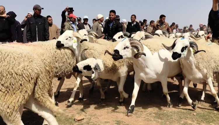 هل يلغي المغرب عيد الأضحى هذه السنة؟