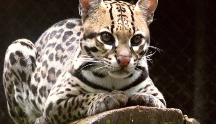 المياه والغابات: القط الأنمر على وشك الانقراض