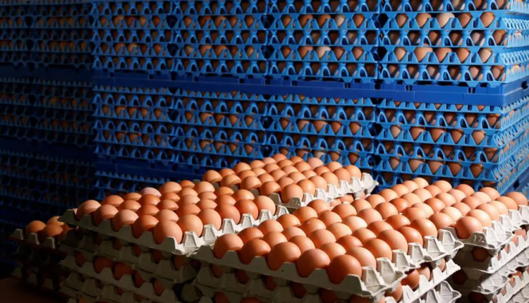 أسعار البيض
