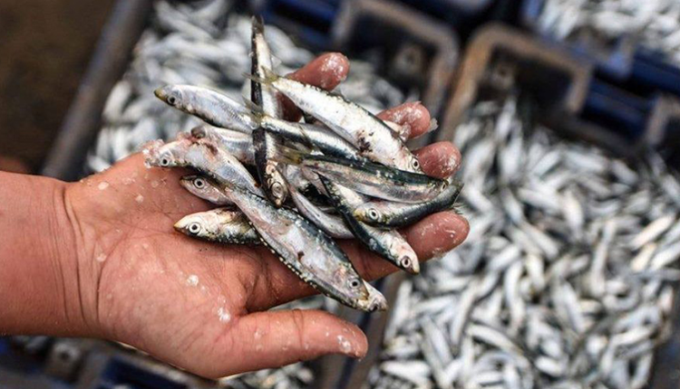 توريد السردين.. مجلس المنافسة يقرر فتح تحقيق