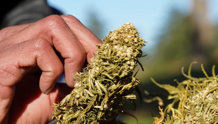 القنب الهندي