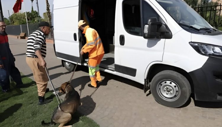 مراكش حملات جمع الكلاب الضالة