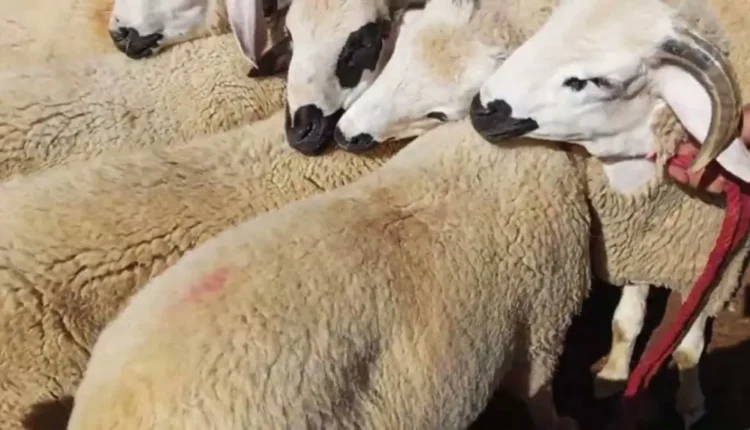 ارتفاع أسعار المواشي في مدينة مكناس