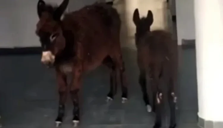 حادثة "حماري أولماس" تثير جدلاً: وزارة الصحة تفتح تحقيقاً وتتوعد المتورطين