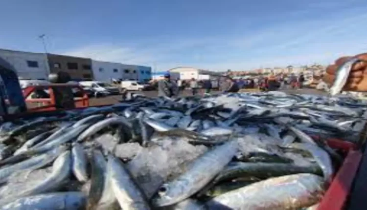 الدريوش تحذر من تأثير التغيرات المناخية على الثروة السمكية