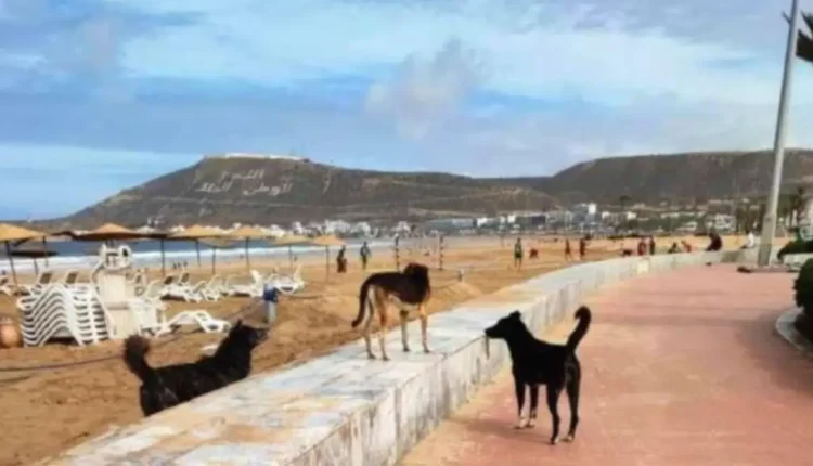 انتشار الكلاب الضالة بشاطئ "إمي ودار" بأكادير يثير قلق المصطافين