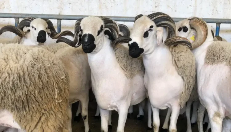 وزارة الفلاحة تكشف عن خطة جديدة لحماية القطيع الوطني