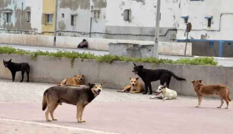 إستراتيجية المغرب لتعزيز رعاية الكلاب الضالة والحد من مخاطرها