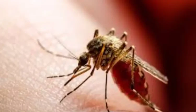 منظمة الصحة العالمية تحذر من تفشي فيروس “شيكونغونيا”