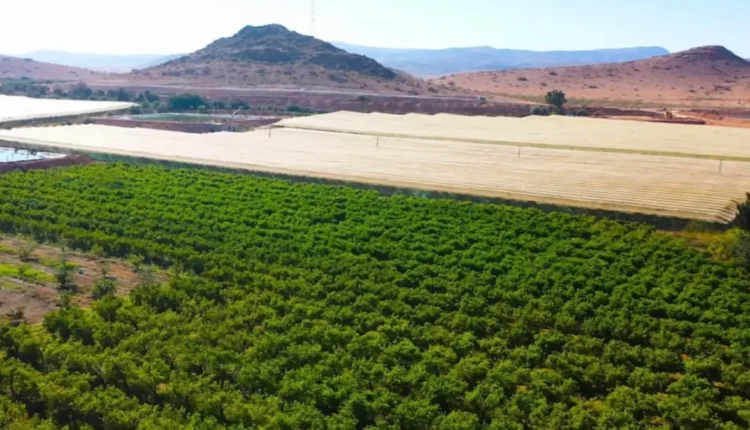 جهة الشرق :مشاريع تنموية لتحديت الفلاحة وتثمين المياه