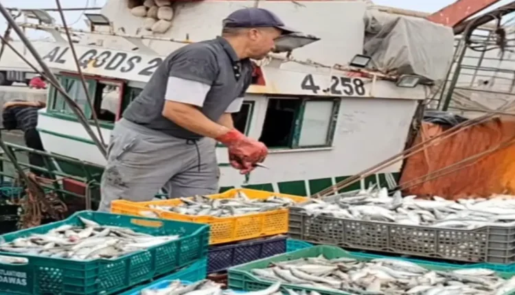 ميناء الصويرة يشهد انتعاشا في مصطادات السردين