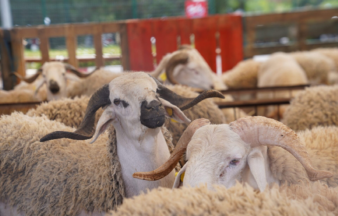 دعم 1,15 مليون كساب في المغرب