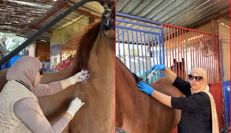 حنان أتيتاو حجامة الخيول